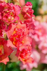 Beautiful colored snapdragon flowers in a garden