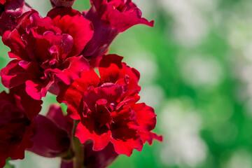 Beautiful colored snapdragon flowers in a garden