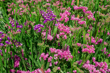 Beautiful Deep Colored Strawflower Macro