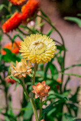 Beautiful Deep Colored Strawflower Macro