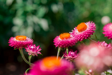 Beautiful Deep Colored Strawflower Macro