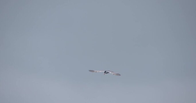 Tern sea bird flying hovering wings beating slow motion