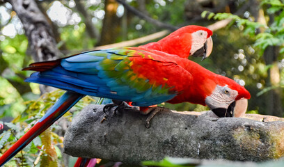 blue and yellow macaw