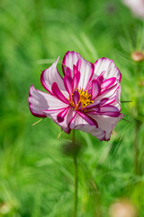 Fototapeta premium Beautiful flowers cosmos on softly blurred background.