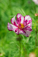Beautiful flowers cosmos on softly blurred background.