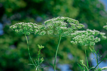 Big white field flower Ammi majus. Bullwort, Queen Anne lace