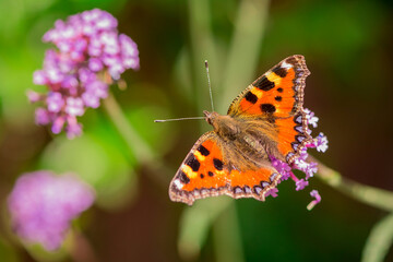 butterfly nectaring on Verbena Bonariensis in English country garden