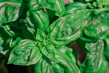 Closeup of a Sweet Basil Plant in garden