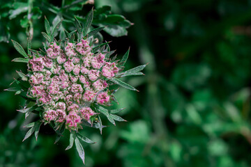 Cylindromyia interrupta on a wild carrot plant