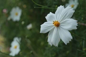 white daisy flower