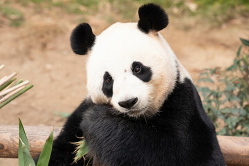Obraz premium Close up Female Giant Panda in South Korea, Ai Bao