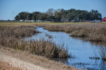 Marshy pond in a agricultural field.