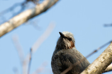 Close up a little bird 0n the tree