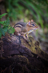 Portrait of a Eastern chipmunk in a forest.