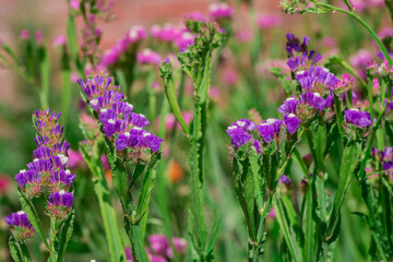 limonium sinuatum or statice salem flowers in blue, lilac, violet, pink, white, yellow colors