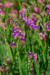 limonium sinuatum or statice salem flowers in blue, lilac, violet, pink, white, yellow colors