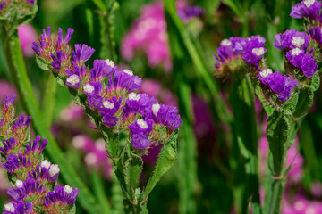 limonium sinuatum or statice salem flowers in blue, lilac, violet, pink, white, yellow colors