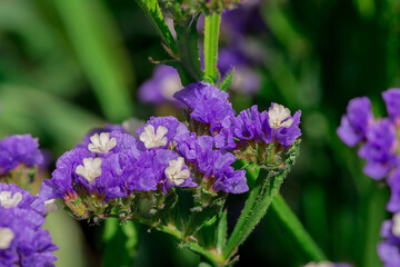 limonium sinuatum or statice salem flowers in blue, lilac, violet, pink, white, yellow colors