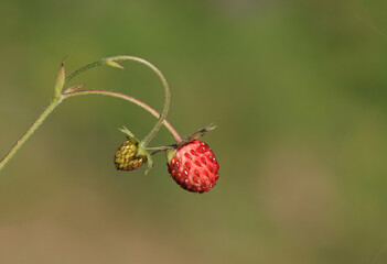 Berries of the wild strawberry (Fragaria vesca)