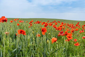 view of a field of red poppies and wheat with blue sky