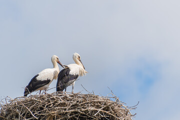two young storks stand in the same position in the nest