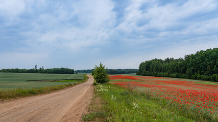 Stony country road with poppy and cereal fields on the roadside
