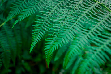 Fototapeta na wymiar Lush tree fern leaves a tropical plant
