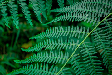 Lush tree fern leaves a tropical plant