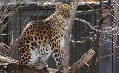 Amur Leopard Sitting On A Log