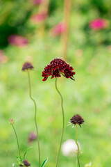 Macedonian Scabious or Widow Flower - Knautia macedonica