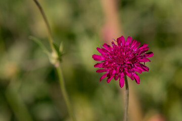 Macedonian Scabious or Widow Flower - Knautia macedonica