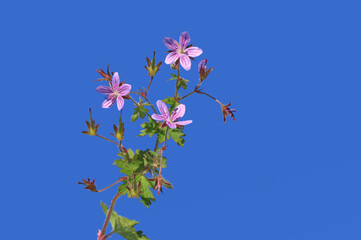 Asphodel cranesbill (Geranium asphodeloides), deciduous perennial to 40cm tall, with small, rounded, deeply lobed leaves and profuse white, light pink flowers 2cm wide, with conspicuous 