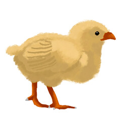 Pollito sin fondo, ilustración digital	