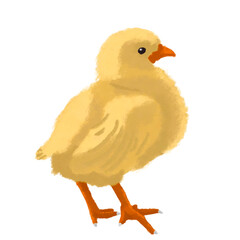 Pollito sin fondo, ilustración digital	