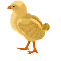 Pollito sin fondo, ilustración digital	
