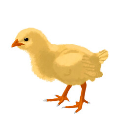 Pollito sin fondo, ilustración digital	
