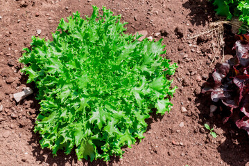 Rowns of Fancy Lettuce in a cottage garden