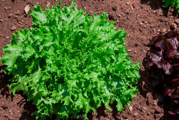 Rowns of Fancy Lettuce in a cottage garden