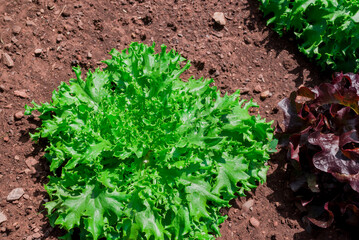 Rowns of Fancy Lettuce in a cottage garden