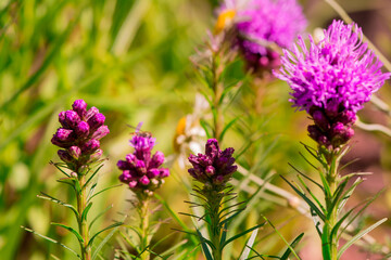 Summer blooming garden flower Liatris.