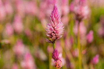 Summer blooming garden flower Liatris.