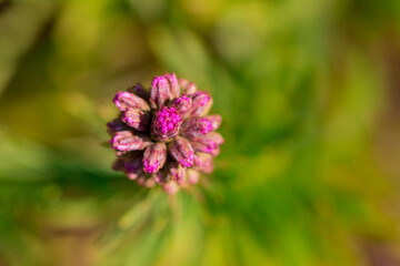 Summer blooming garden flower Liatris.