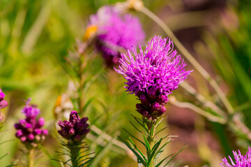 Summer blooming garden flower Liatris.
