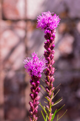 Obraz premium Summer blooming garden flower Liatris.