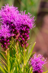Obraz premium Summer blooming garden flower Liatris.