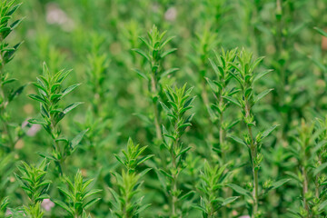 Thymus vulgaris (common thyme, garden thyme) in garden