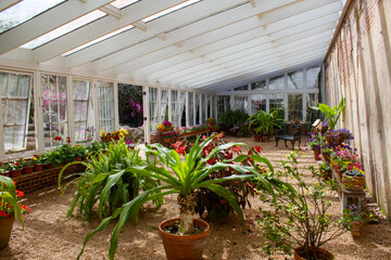 Live plants in a hothouse or greenhouse.