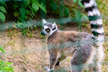 Fototapeta premium cheerful lemur in an enclosure at the zoo 18