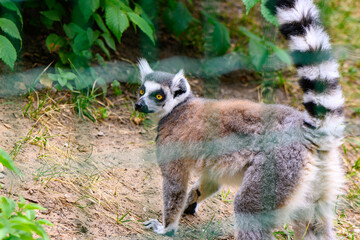 cheerful lemur in an enclosure at the zoo 17