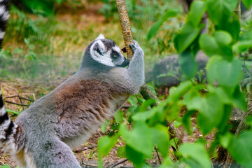 cheerful lemur in an enclosure at the zoo 16 © Михаил Шорохов